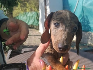 Teckel perros Teckel mini macho - Anuncio 1