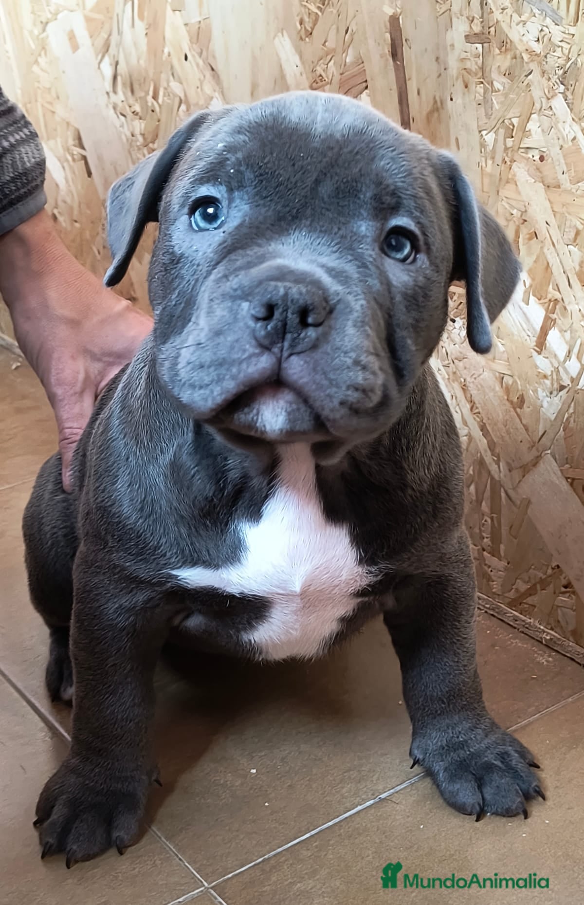 American Bully perros American bully exotic  - Anuncio 33