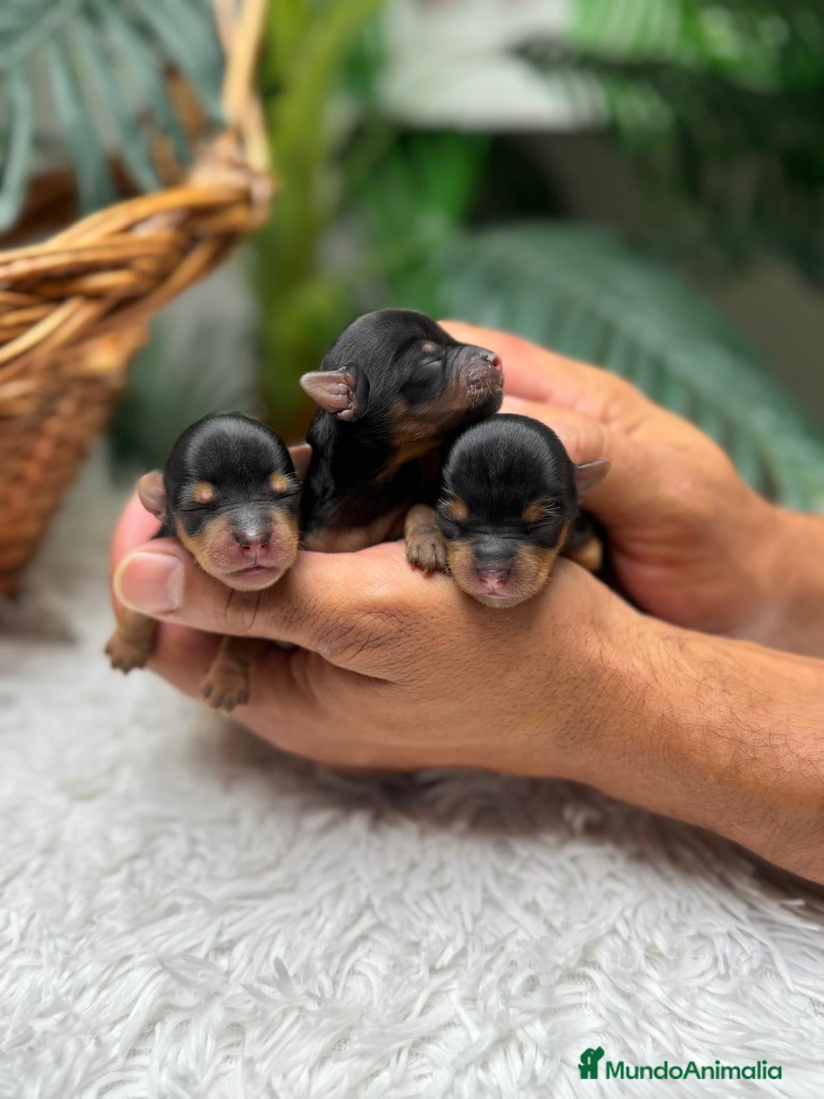 Yorkshire Terrier perros en venta: YORKSHIRE TERRIER - Anuncio 20