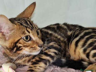 Bengalí gatos Bengali Hembra 5876 - AQUANATURA en Barcelona - Anuncio 10