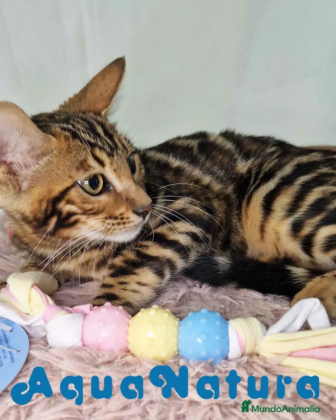 Bengalí gatos en venta: Bengali Hembra 5876 - AQUANATURA en Barcelona - Anuncio 1