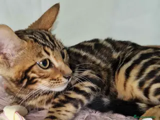 Bengalí gatos Bengali Hembra 5876 - AQUANATURA en Barcelona - Anuncio 13