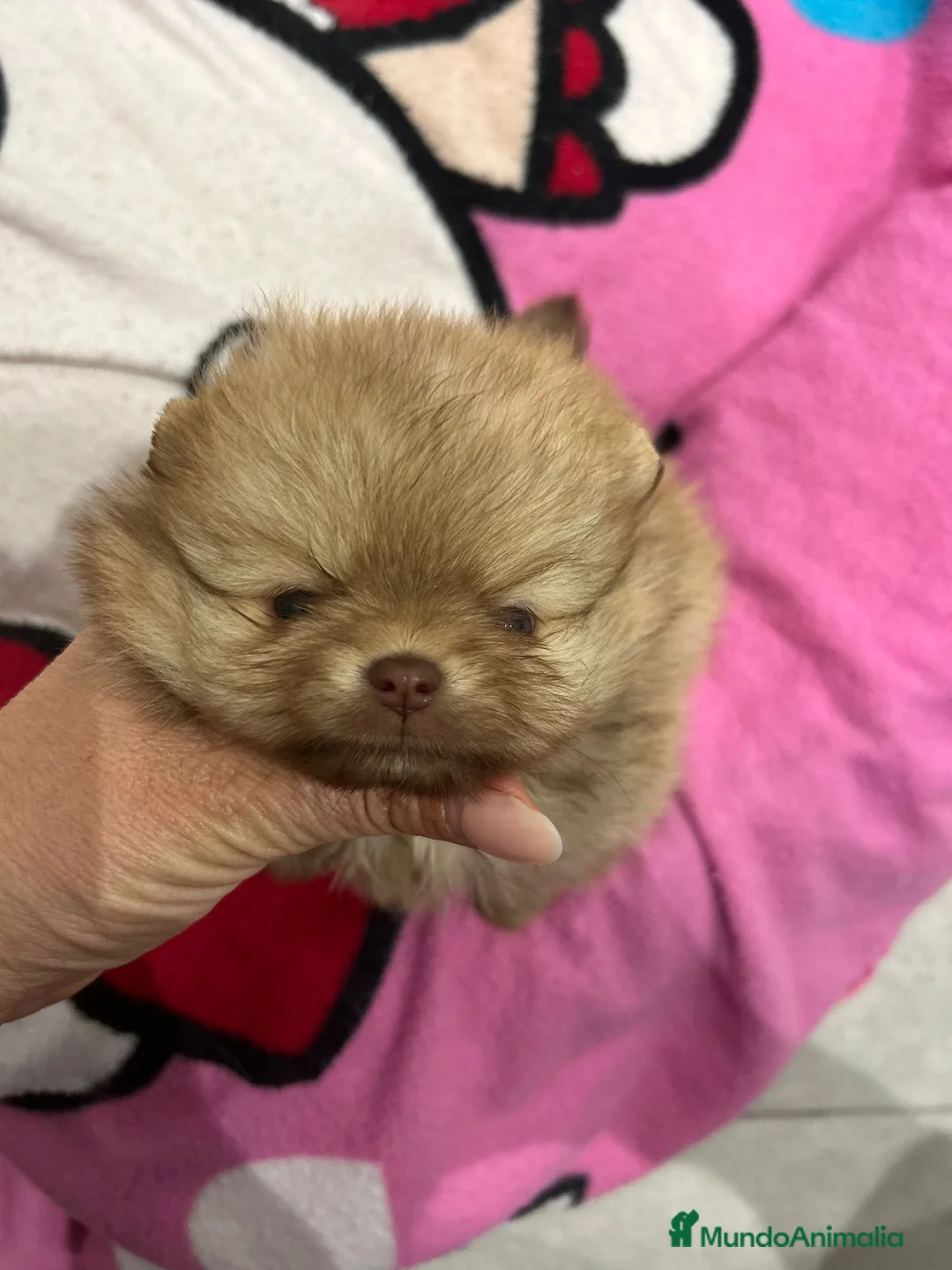 Pomerania perros en venta: Pomerania miniatura  - Anuncio 2