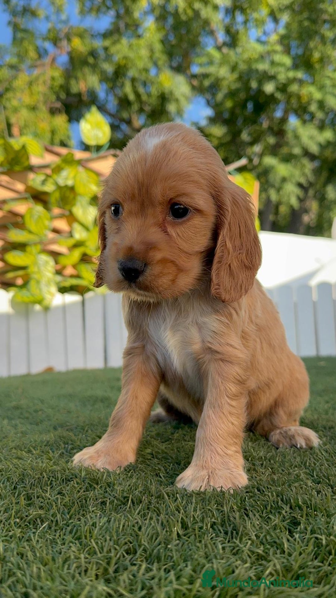 Cocker Spaniel Inglés perros en venta: COCKER SPANIEL INGLES HEMBRA - Imagen 3