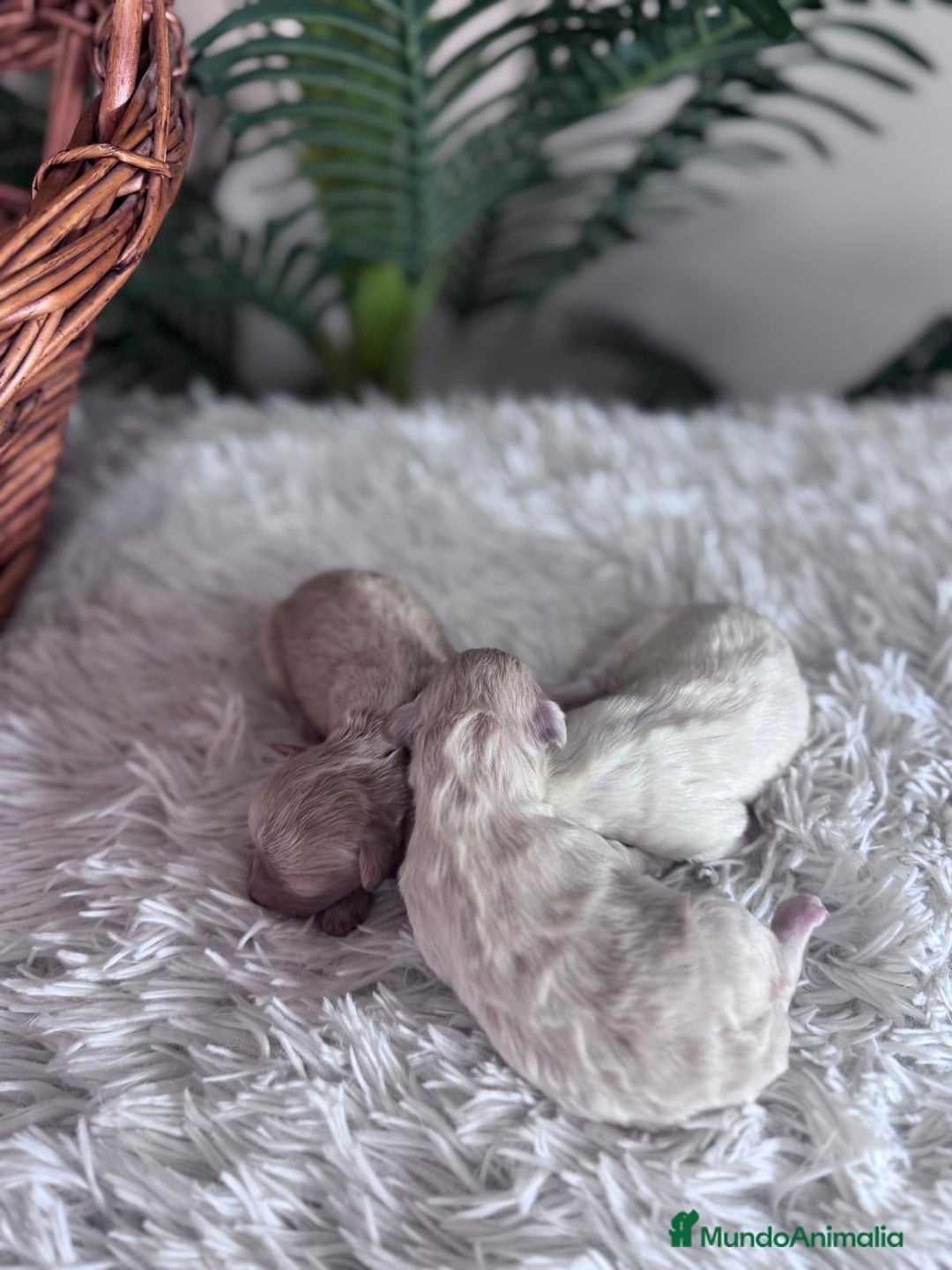 Maltipoo perros en venta: MALTIPOO  - Anuncio 17