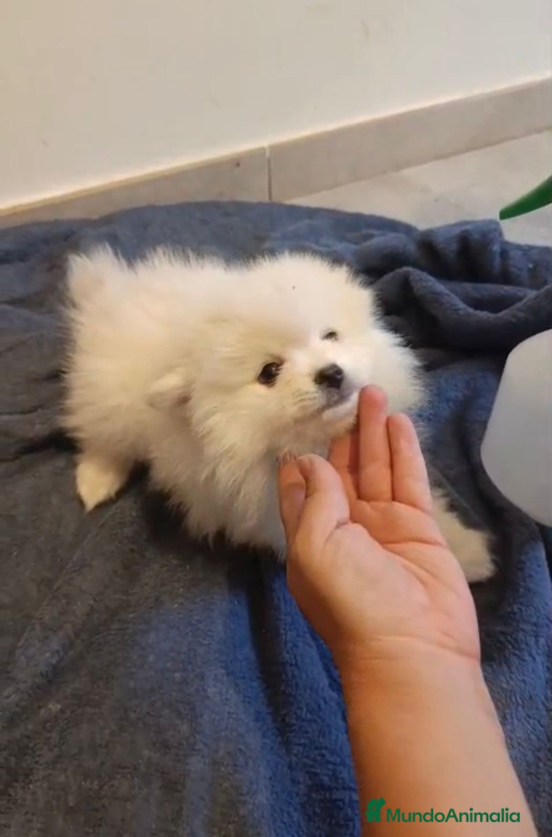 Pomerania perros en venta: Lulu pomerania toy osito - Imagen 3