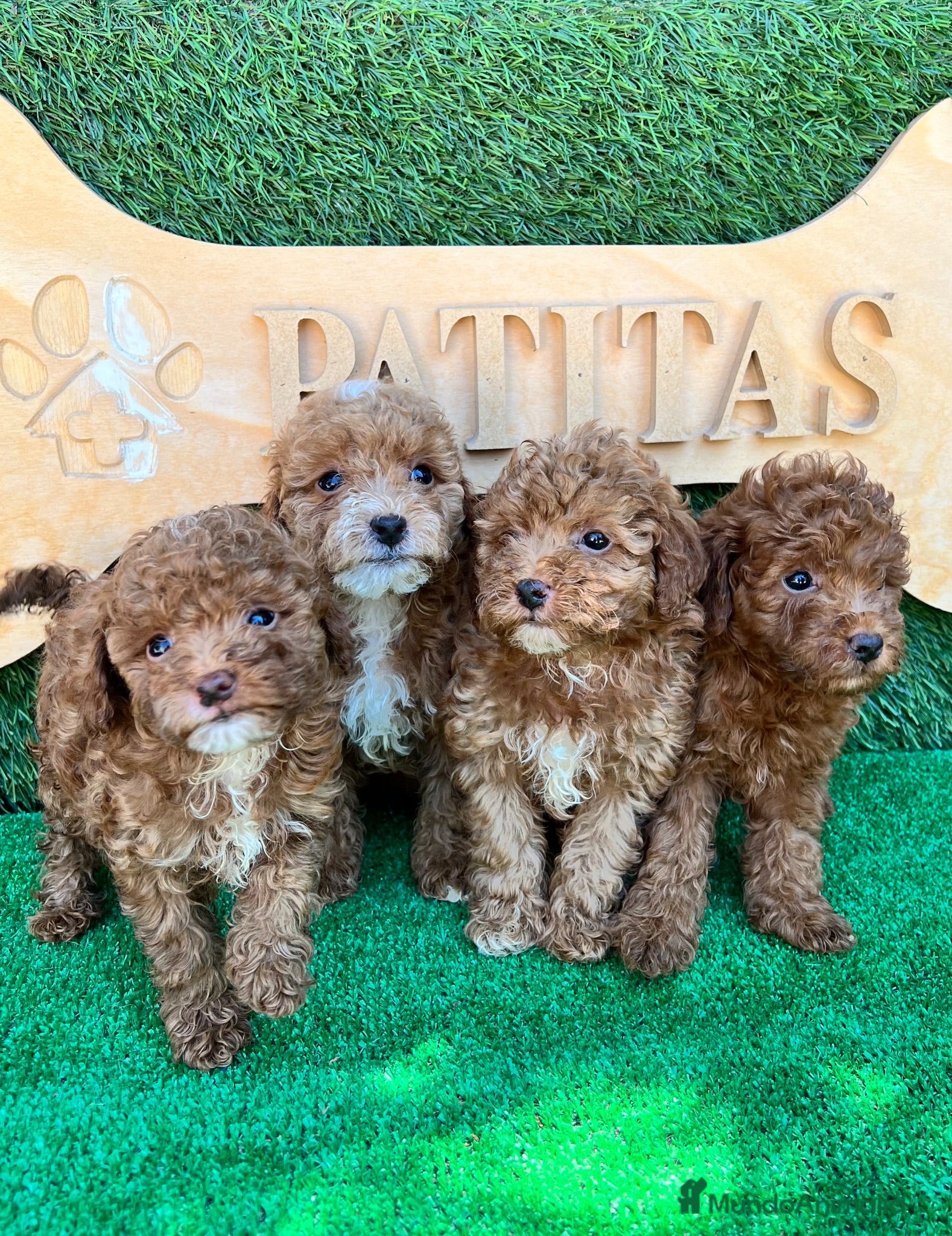 Caniche Toy perros Caniche toy - Anuncio 2