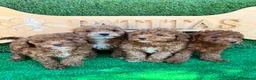Caniche Toy perros en venta: Caniche toy - Anuncio 1