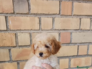 Caniche Toy perros CANICHE TOY - 900€ - Anuncio 1