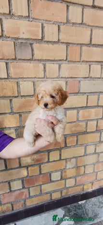 Caniche Toy perros CANICHE TOY - 900€ - Anuncio 1