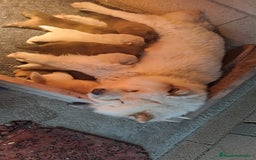 Chow Chow perros en venta: Bebes chow chow /lengua azul  - Imagen 4