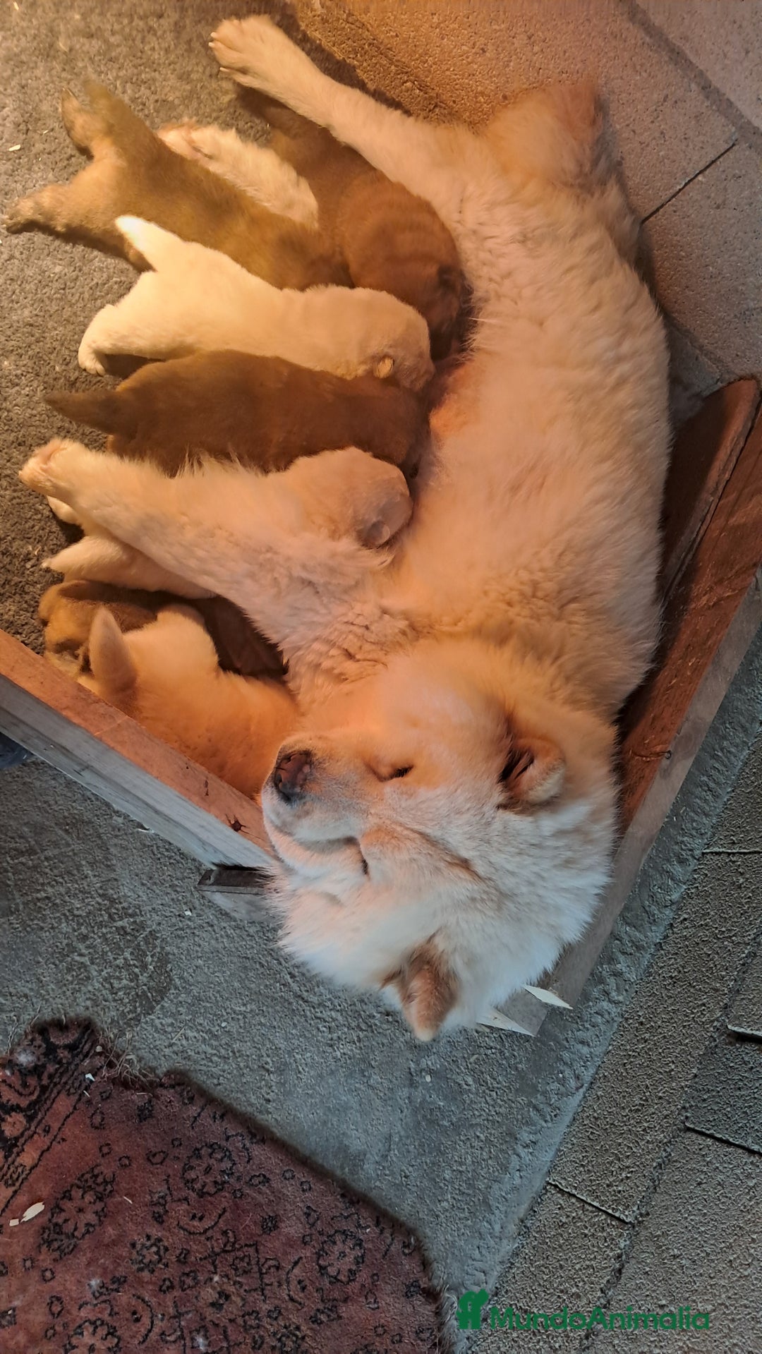 Chow Chow perros en venta: Bebes chow chow /lengua azul  - Imagen 4