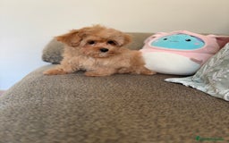 Maltipoo perros en venta: Maltipoo  - Imagen 4