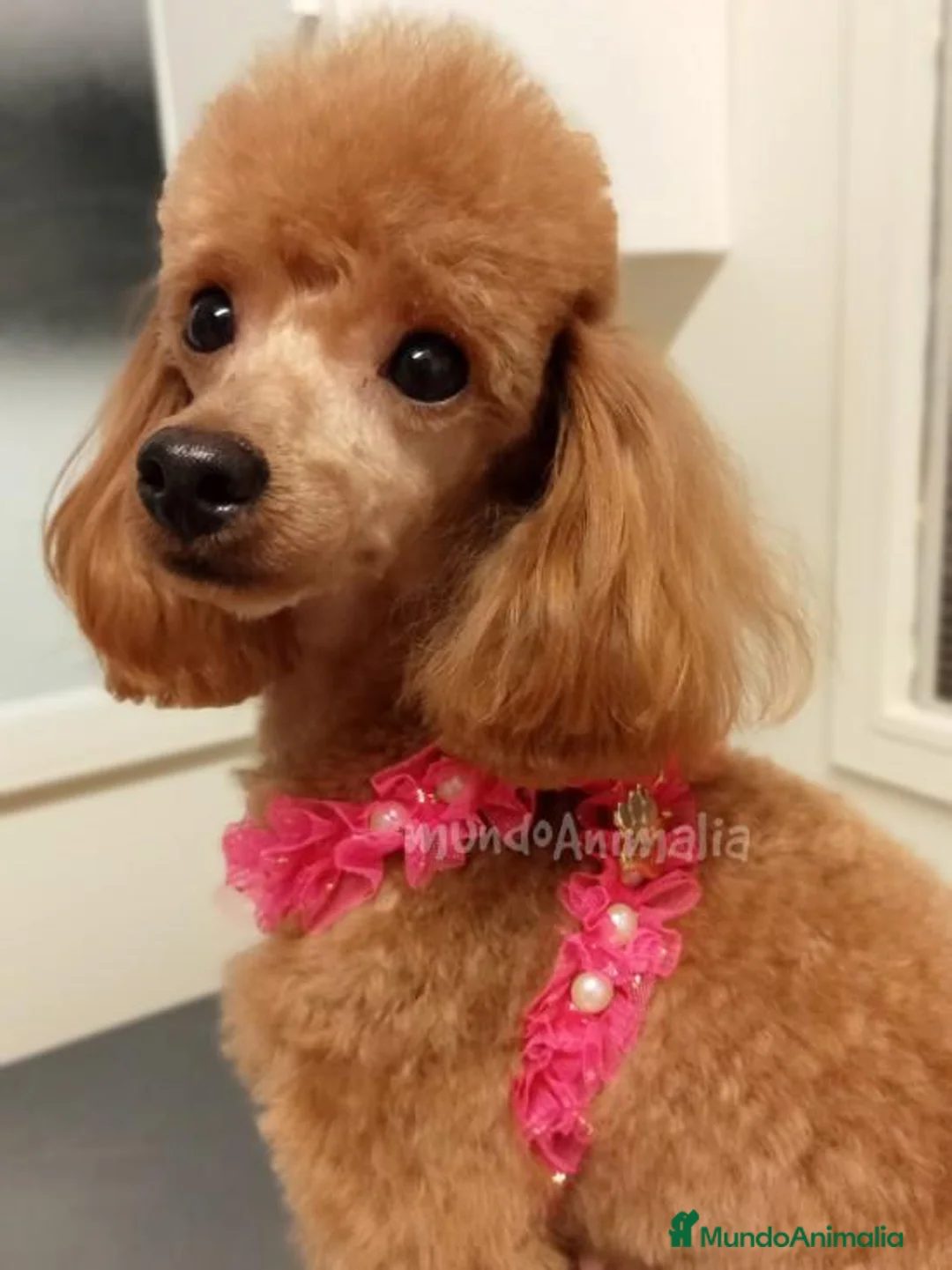 Imagen de galería {{count}}