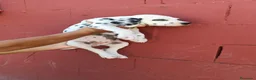 Dálmata perros en venta: Macho dalmata  - Anuncio 2