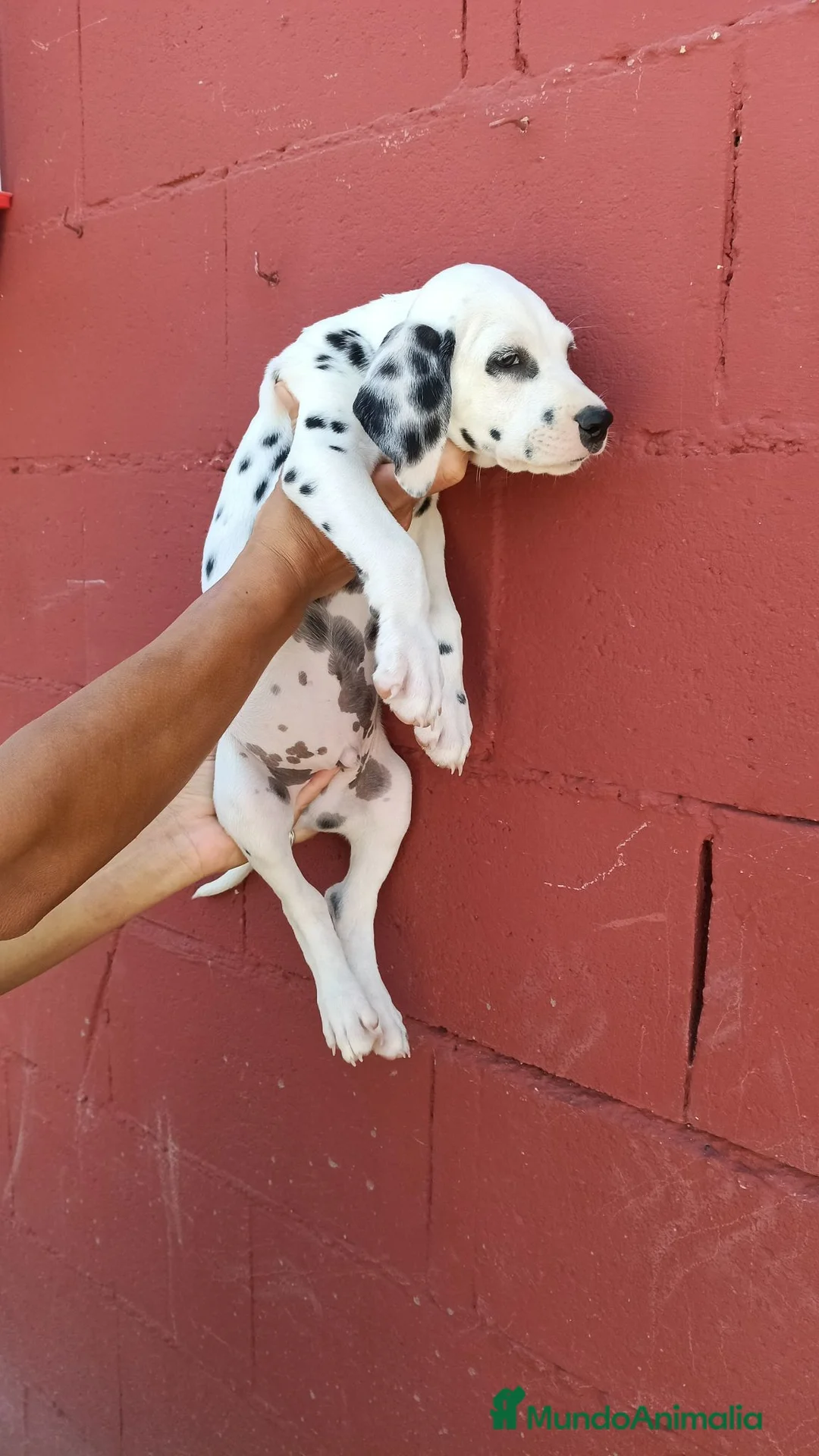 Dálmata perros en venta: Macho dalmata  - Anuncio 2