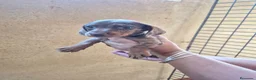 Teckel Miniatura perros en venta: Impresionantes Teckel arlequines minis  - Anuncio 12