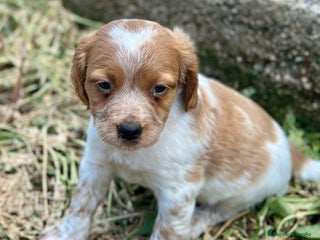 Épagneul Breton perros en Barcelona - Anuncio 4