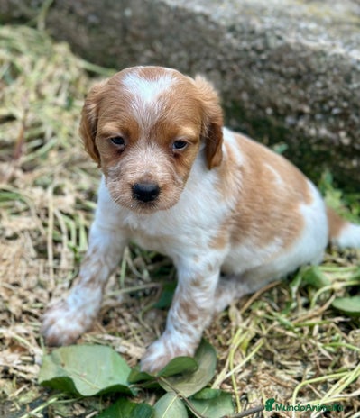 Épagneul Breton perros en Barcelona - Anuncio 5