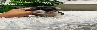 Yorkshire Terrier Cachorro 2