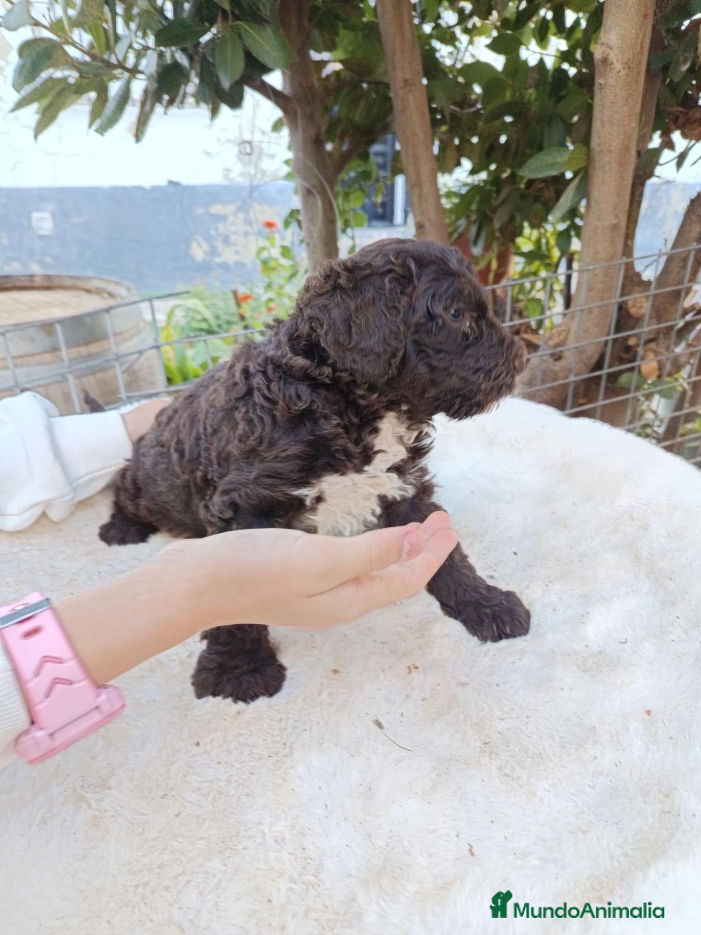 Perro de Agua Español perros Perro de agua  - Anuncio 2