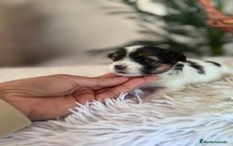 Yorkshire Terrier perros en venta: YORKSHIRE BIEWER - Anuncio 6