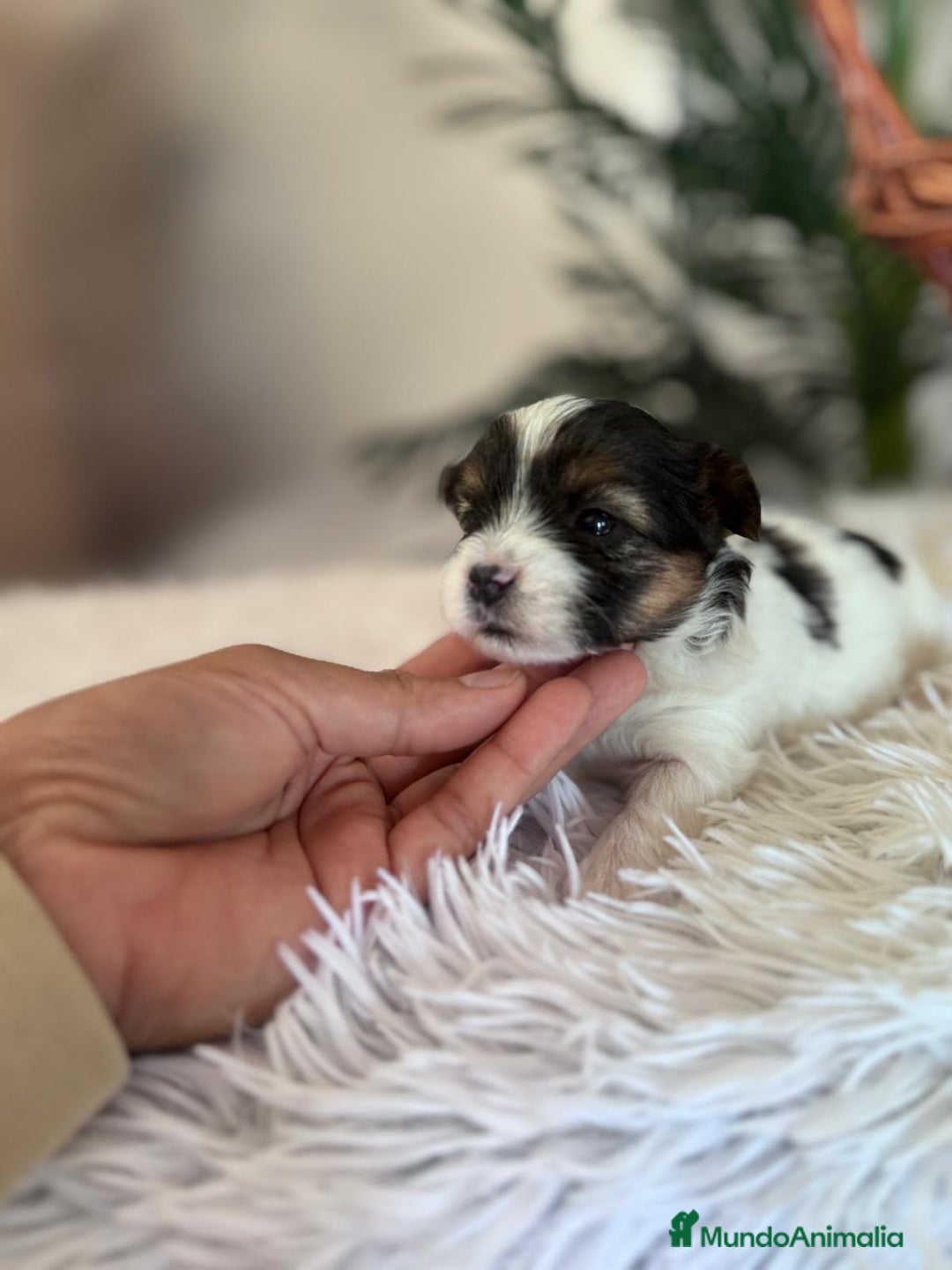 Yorkshire Terrier perros en venta: YORKSHIRE BIEWER - Anuncio 6