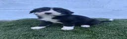 Border Collie perros en venta: Cachorros de Border collie  - Anuncio 2