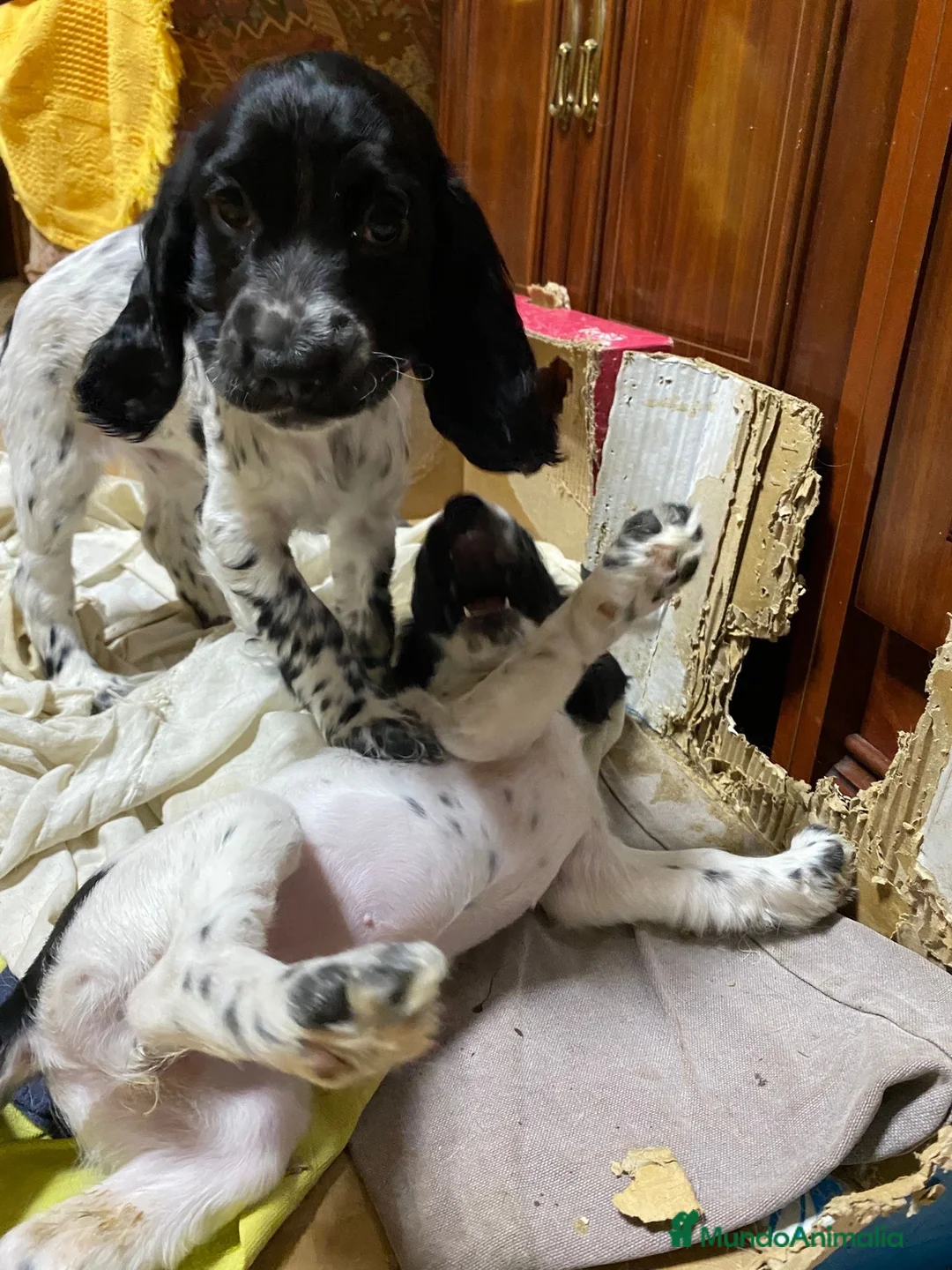 Cocker Spaniel Inglés perros en venta: Cachorra cocker  - Anuncio 2
