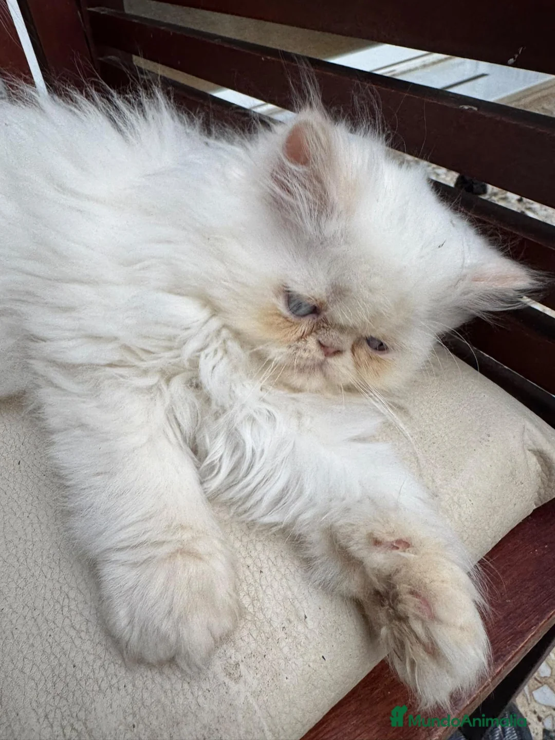 Persa gatos en venta: Persa  - Anuncio 2