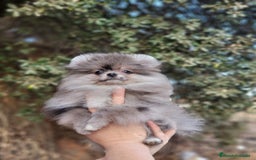 Pomerania perros en venta: Machito merle miniatura  - Imagen 3