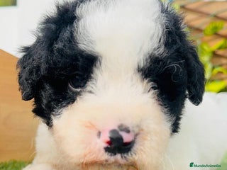 Perro de Agua Español perros PERRO DE AGUA ESPAÑOL - Anuncio 1