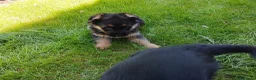 Pastor Alemán perros en venta: Cachorros de pastor alemán  - Anuncio 2