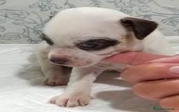 Chihuahua perros en venta: Chihuahua toys  - Imagen 3