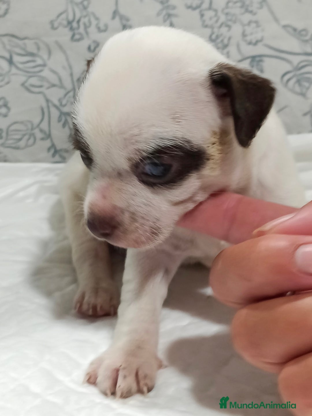 Chihuahua perros en venta: Chihuahua toys  - Imagen 3