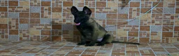 Pastor Belga Malinois perros en venta: pastor belga malinois  - Anuncio 1