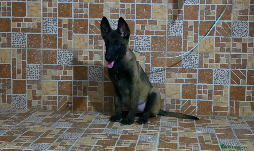 Pastor Belga Malinois perros en venta: pastor belga malinois  - Anuncio 1