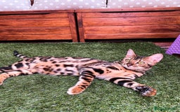 Bengalí gatos en venta: Bengalí charcoal en Cáceres - Imagen 7