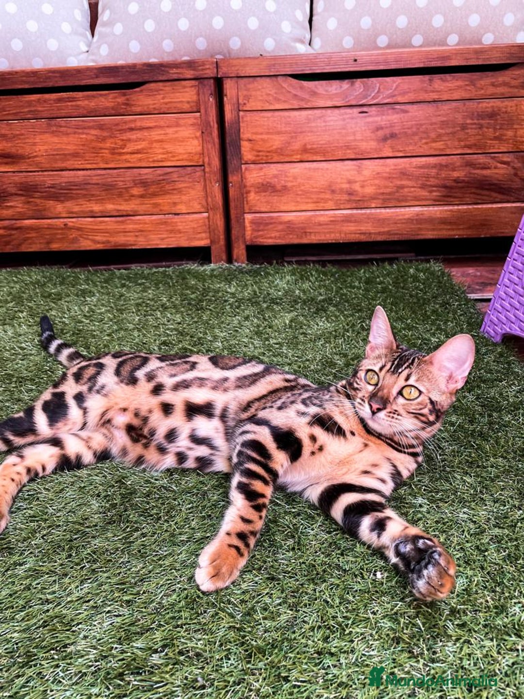 Bengalí gatos en venta: Bengalí charcoal en Cáceres - Imagen 7