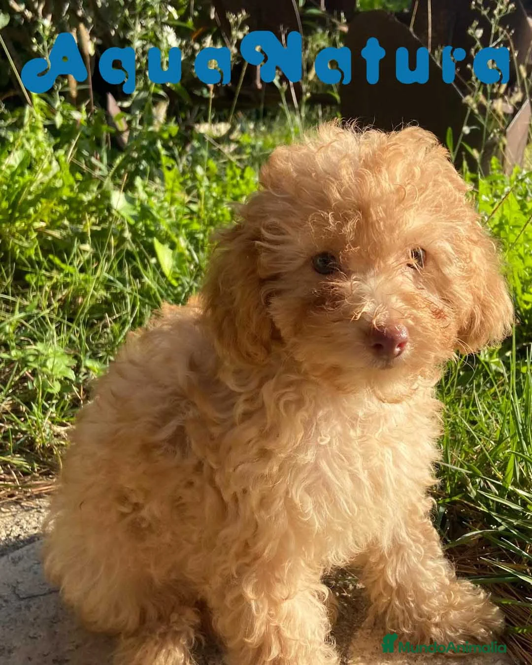 Caniche Mediano perros en venta: Caniche Hembra de Estela y Alejo 6278 - AQUANATURA en Barcelona - Anuncio 5