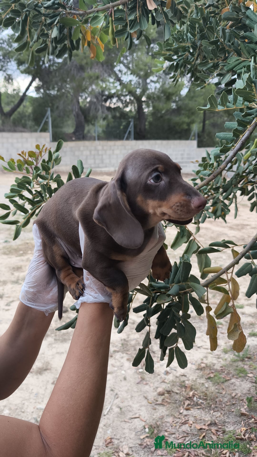 Teckel Miniatura perros en venta: Teckels  - Imagen 5