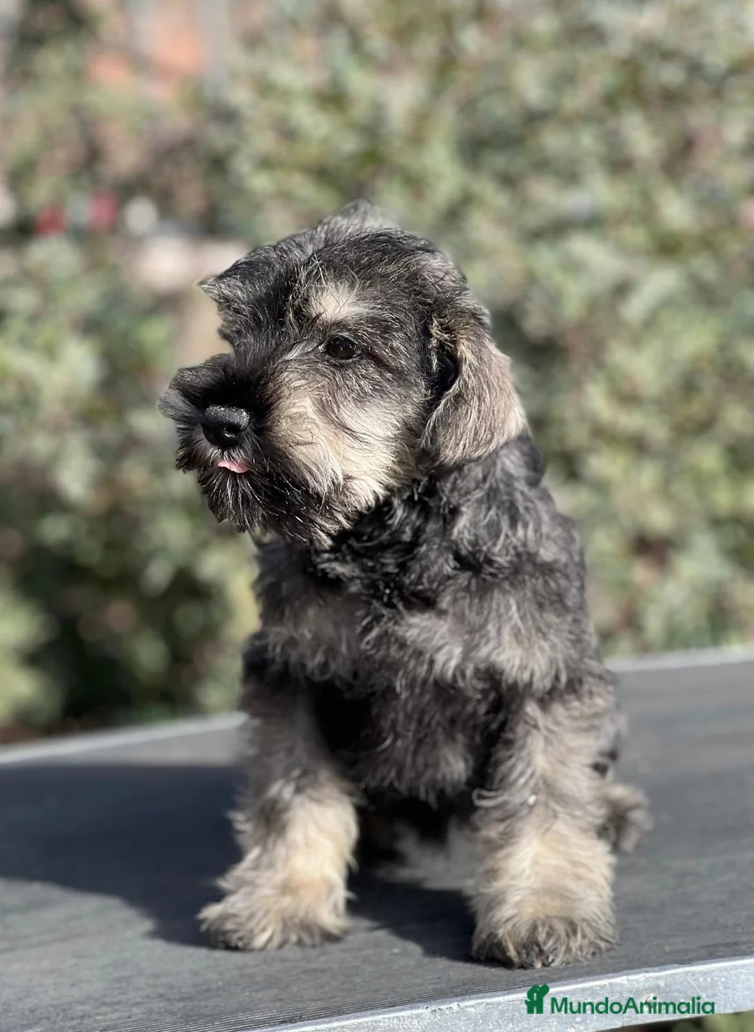 Schnauzer Miniatura perros en venta: SCHNAUZER MINIATURA SAL Y PIMIENTA en Barcelona - Anuncio 5