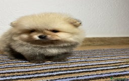 Pomerania perros en venta: Precioso pomerania toy marron - Imagen 2