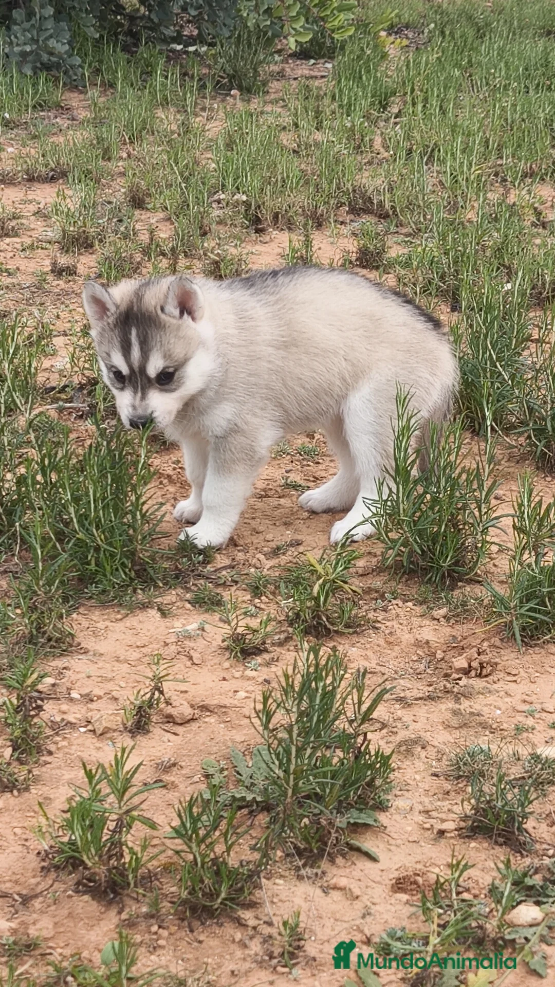 Husky Siberiano perros en venta: Husky SIBERIANO Macho y Hembra  - Anuncio 12