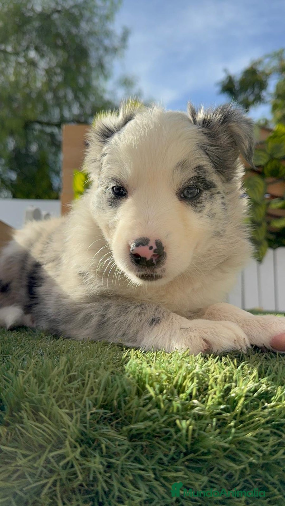 Border Collie perros en venta: BORDER COLLIE HEMBRA MERLE - Imagen 13