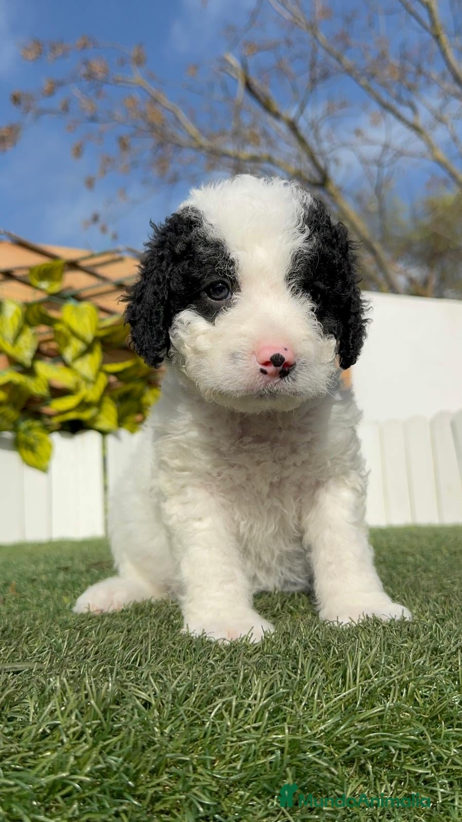 Perro de Agua Español perros PERRO DE AGUA HEMBRA - Anuncio 2