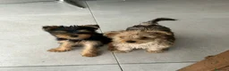 Yorkshire Terrier perros en venta: Yorkshire mini - Anuncio 2