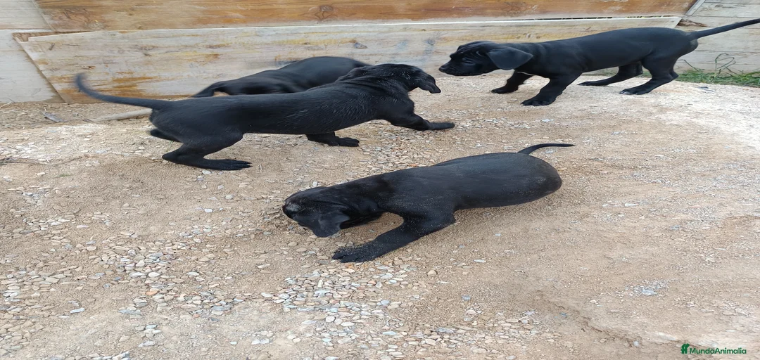 Imagen de galería {{count}}