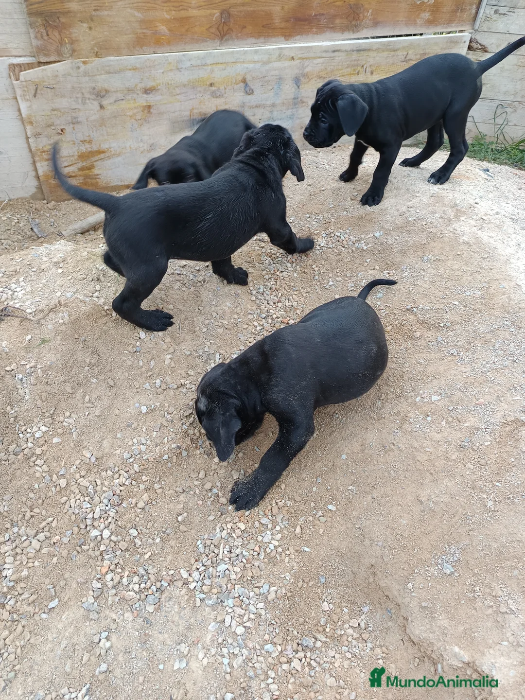 Imagen de galería {{count}}