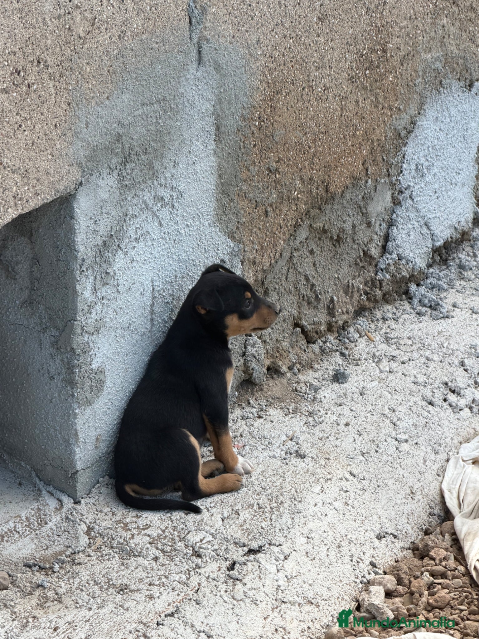 Raza Mixta perros Cachorritos mestizos de pinscher - Anuncio 26